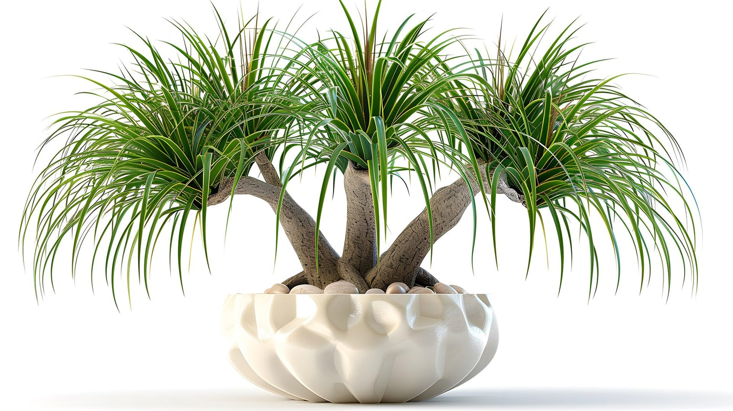 10 Ponytail Palm Bonsai Seeds for Planting - Beaucarnea Recurvata - Excellent Indoor Plant
