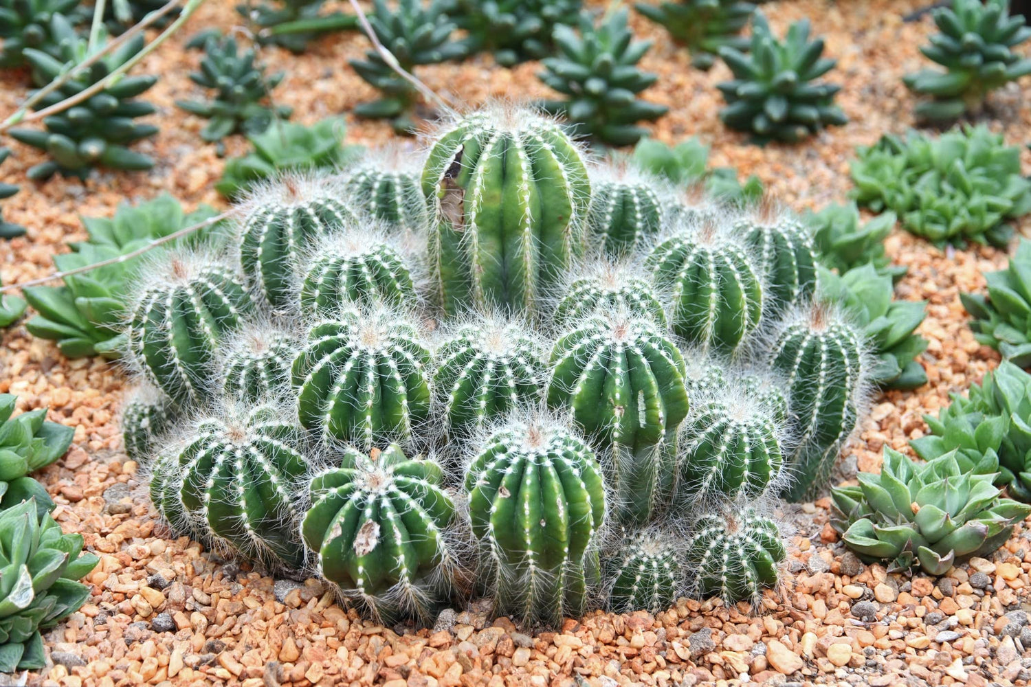 Fairytale Tower Cactus Seeds for Planting (30 Seeds) - Echinopsis mamillosa