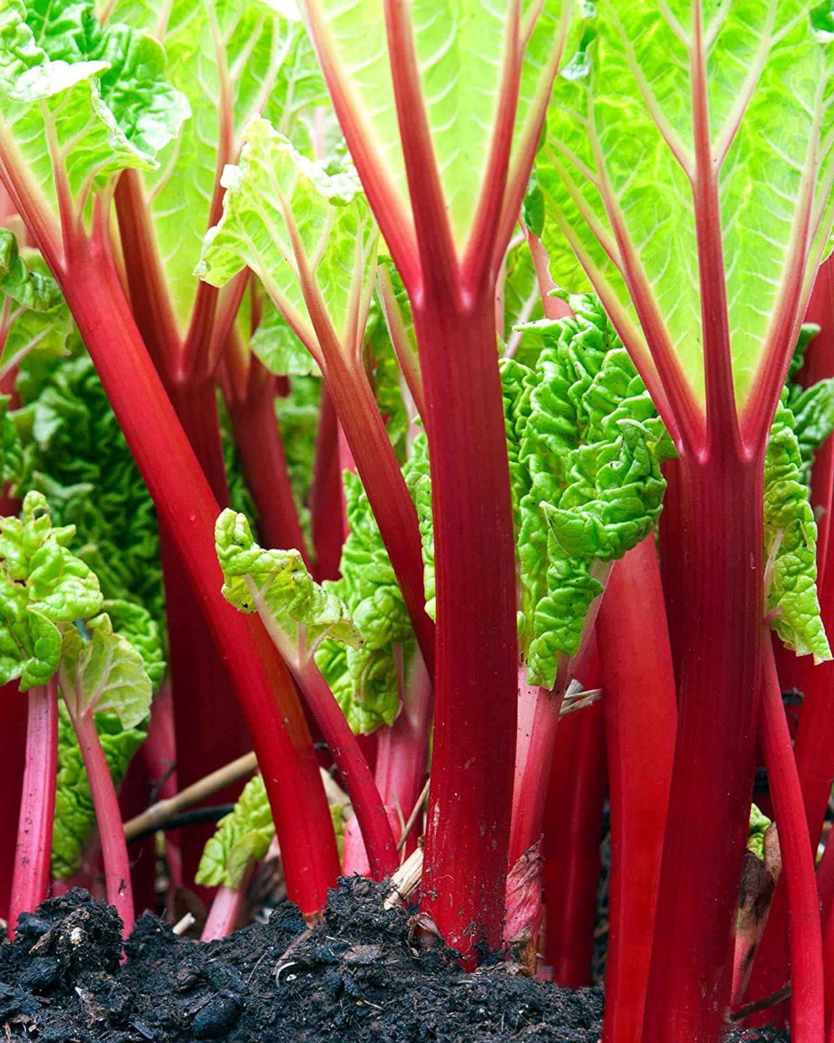 50+ Victoria Rhubarb Crown Seeds for Planting - Red Swiss Chard Vegetable Seed - Comes Back Every Year USA