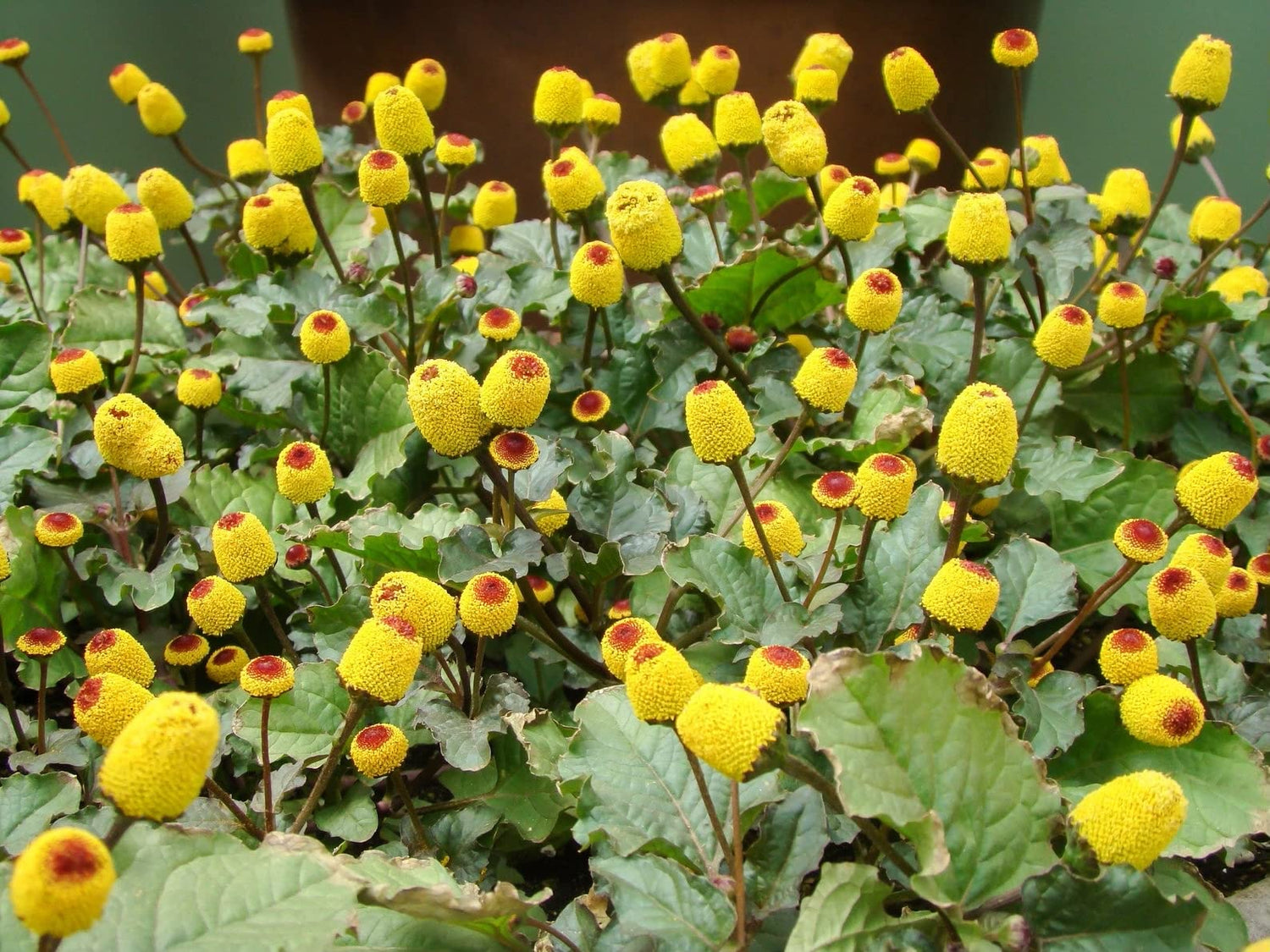 220+ Toothache Plant Seeds for Planting | Electric Daisy Seeds | Acmella Oleracea | Non-GMO Buzz Buttons Flowers Seeds to Grow