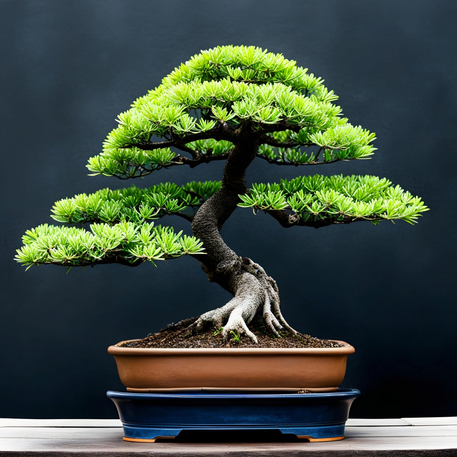 30 Japanese Larch Bonsai Tree Seeds for Planting