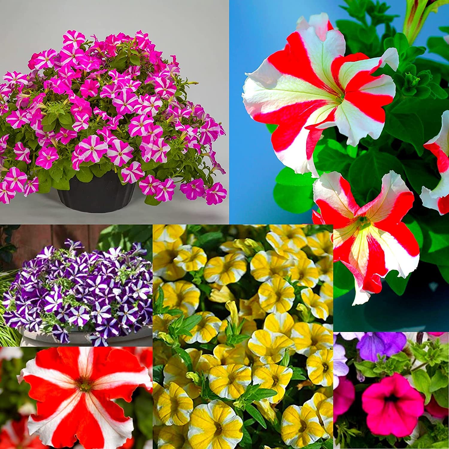 Mixed Petunia Flower Seeds for Planting | 100 Seeds | Non-GMO | Rare Seeds for Planting Home Garden, Seeds, Gardeners Choice!