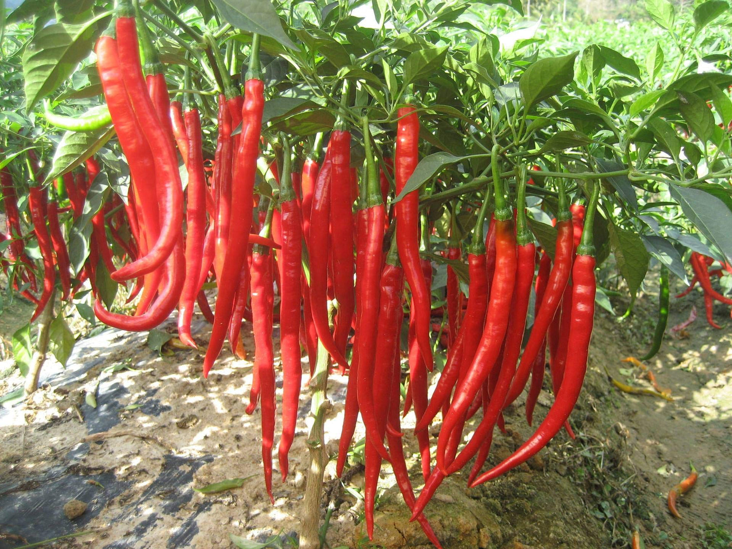 50 Pieces Organic Long Slender Pepper Seed Pepper Seed Chili Red Non-GMO Vegetable Plant Seed Hardy Perennial for Garden Balcony/Patio