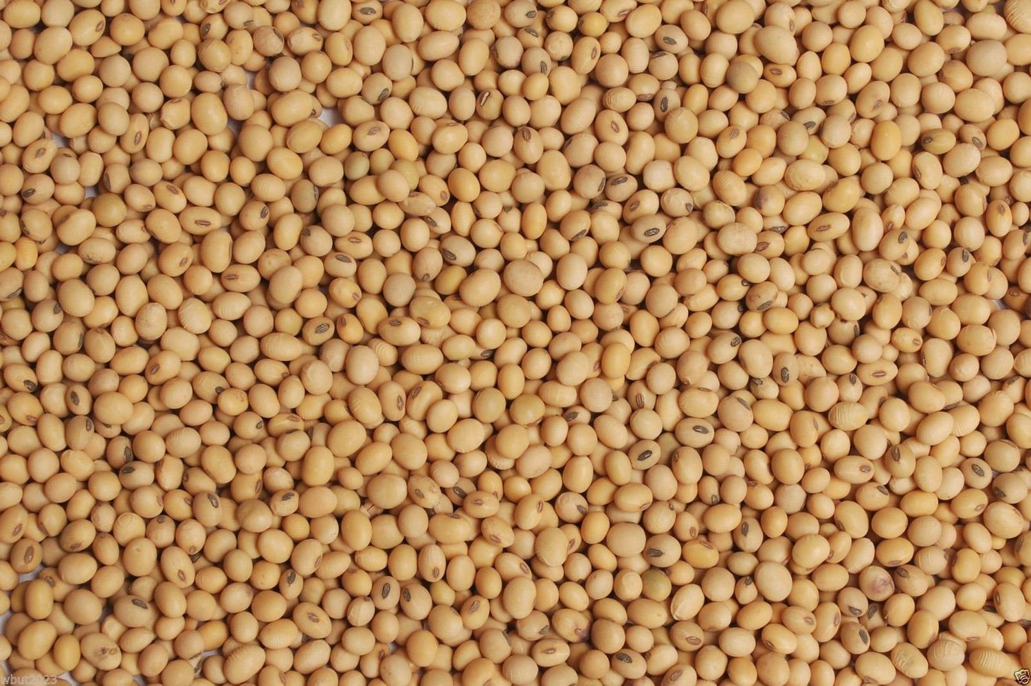 WHITE POPPING SORGHUM SEED,Grain, floral arrangements (dried or fresh flower)(3000 Seeds)