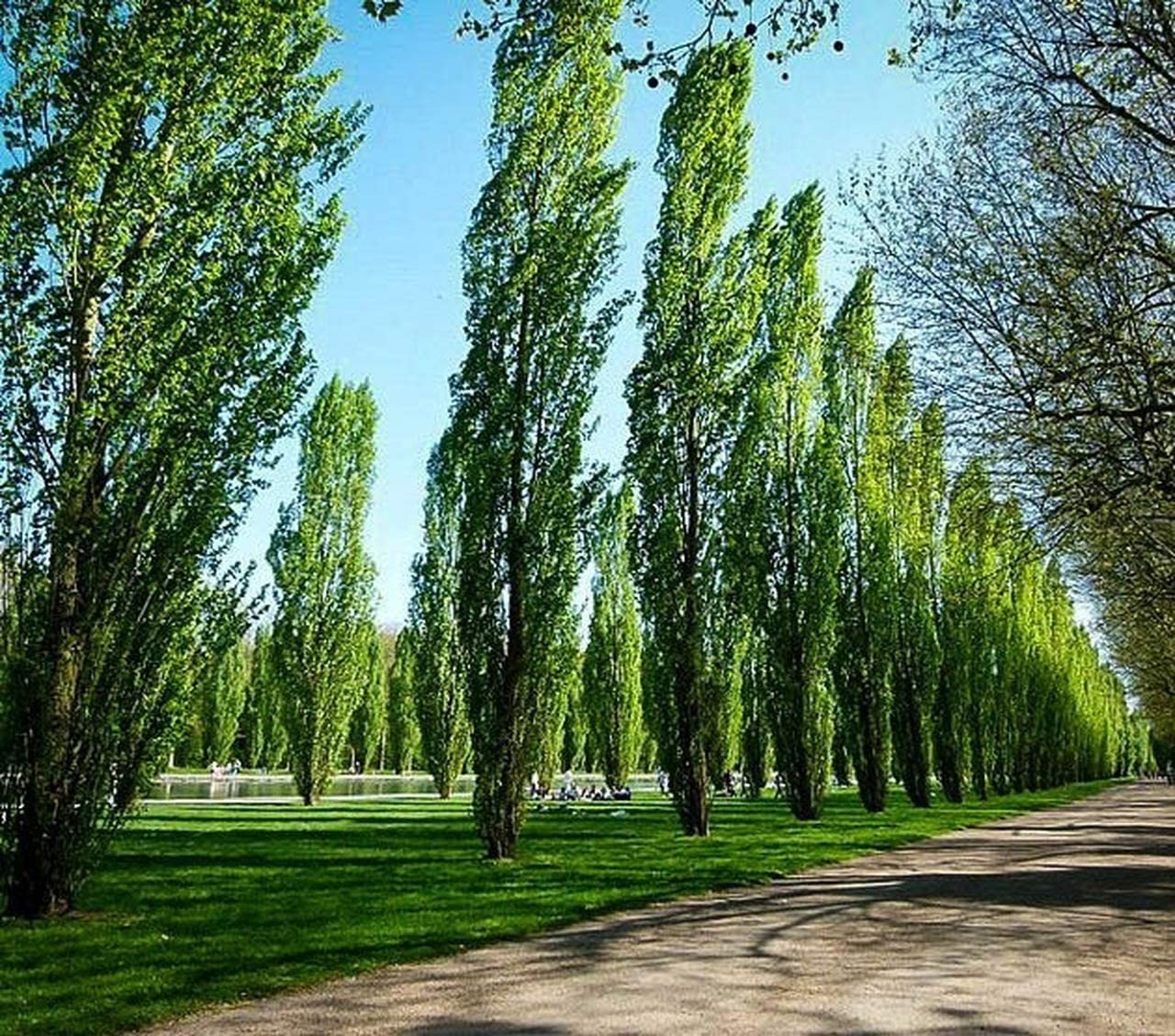 5 Lombardy Poplar Trees - Rare and Unique Privacy Tree - Very Fast Growing