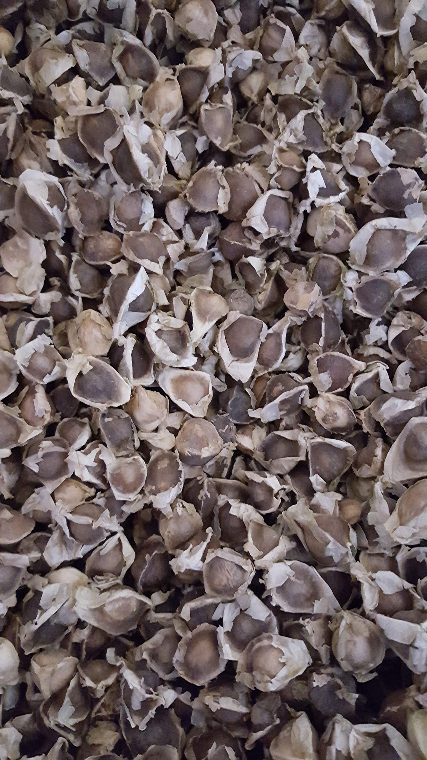 1 oz (Apx 100) Moringa Seeds - Paisley Farm and Crafts