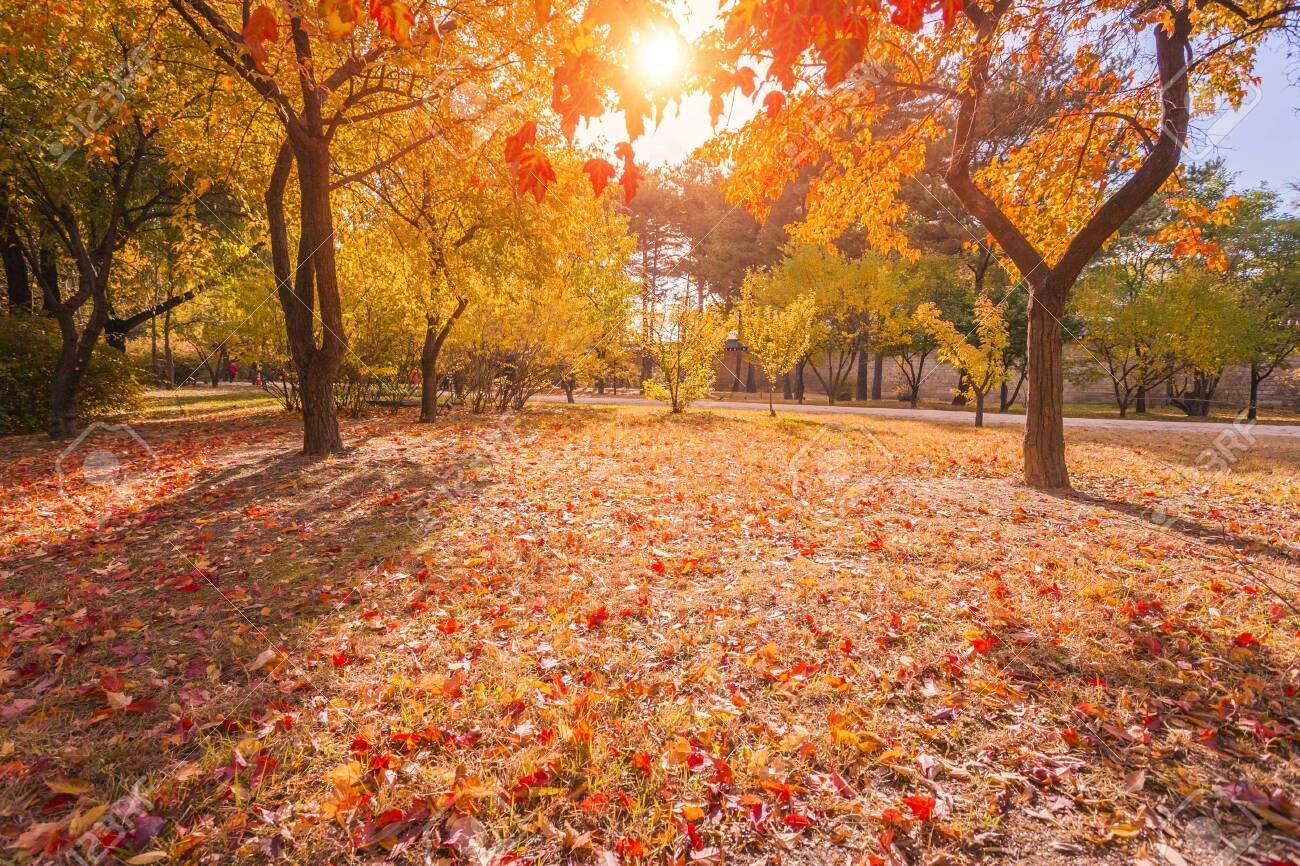 Sugar Maple Tree Seeds for Planting - 20+Seeds to Grow - Vibrant Yellow Fall Leaves - Acer Saccharum