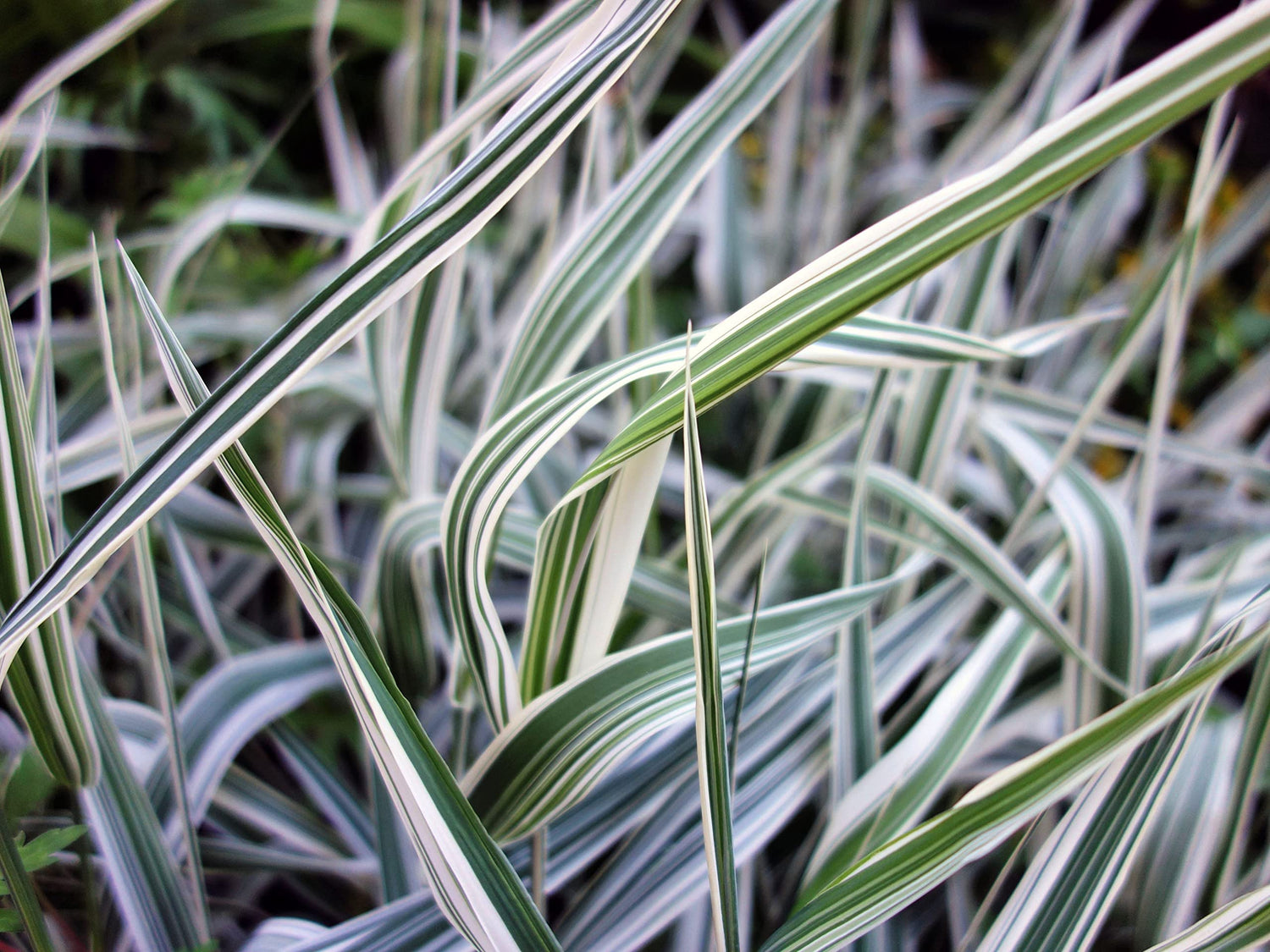 Reed Canary Grass - Ornamental Grass - Phalaris arundinacea