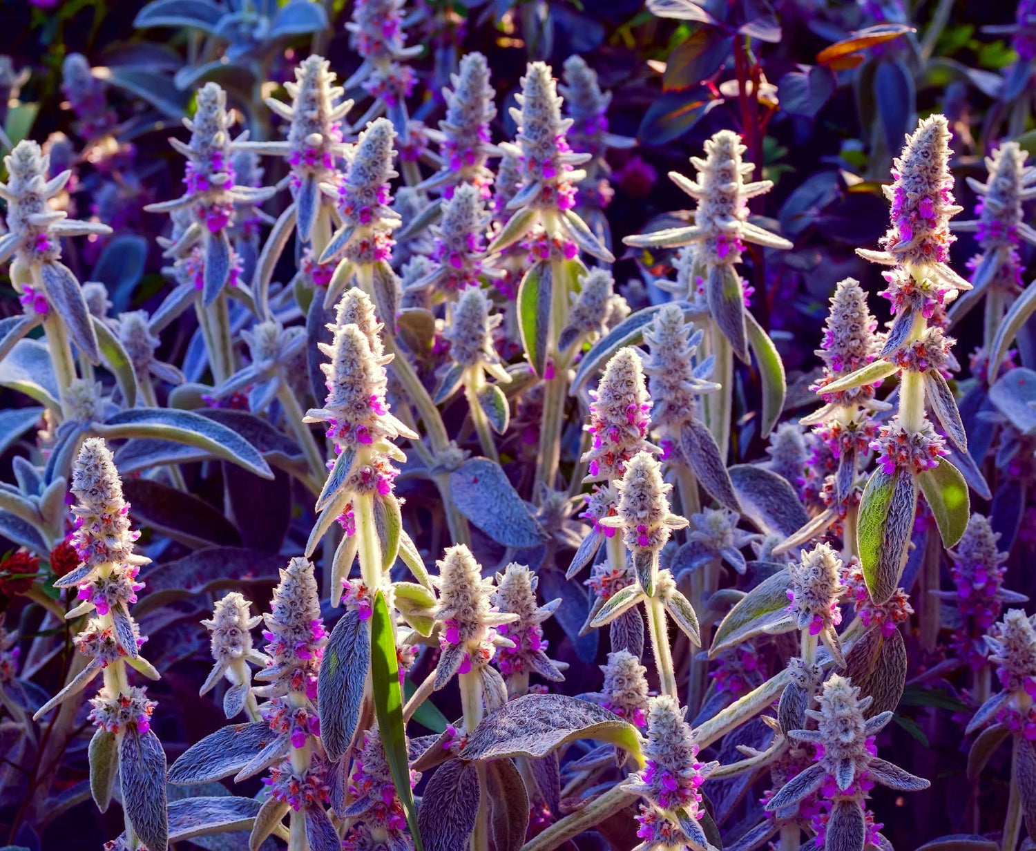 Lamb's Ear Byzantina- 100+ Seeds - Made in USA, Ships from Iowa - (Stachys Byzantina Lanata)