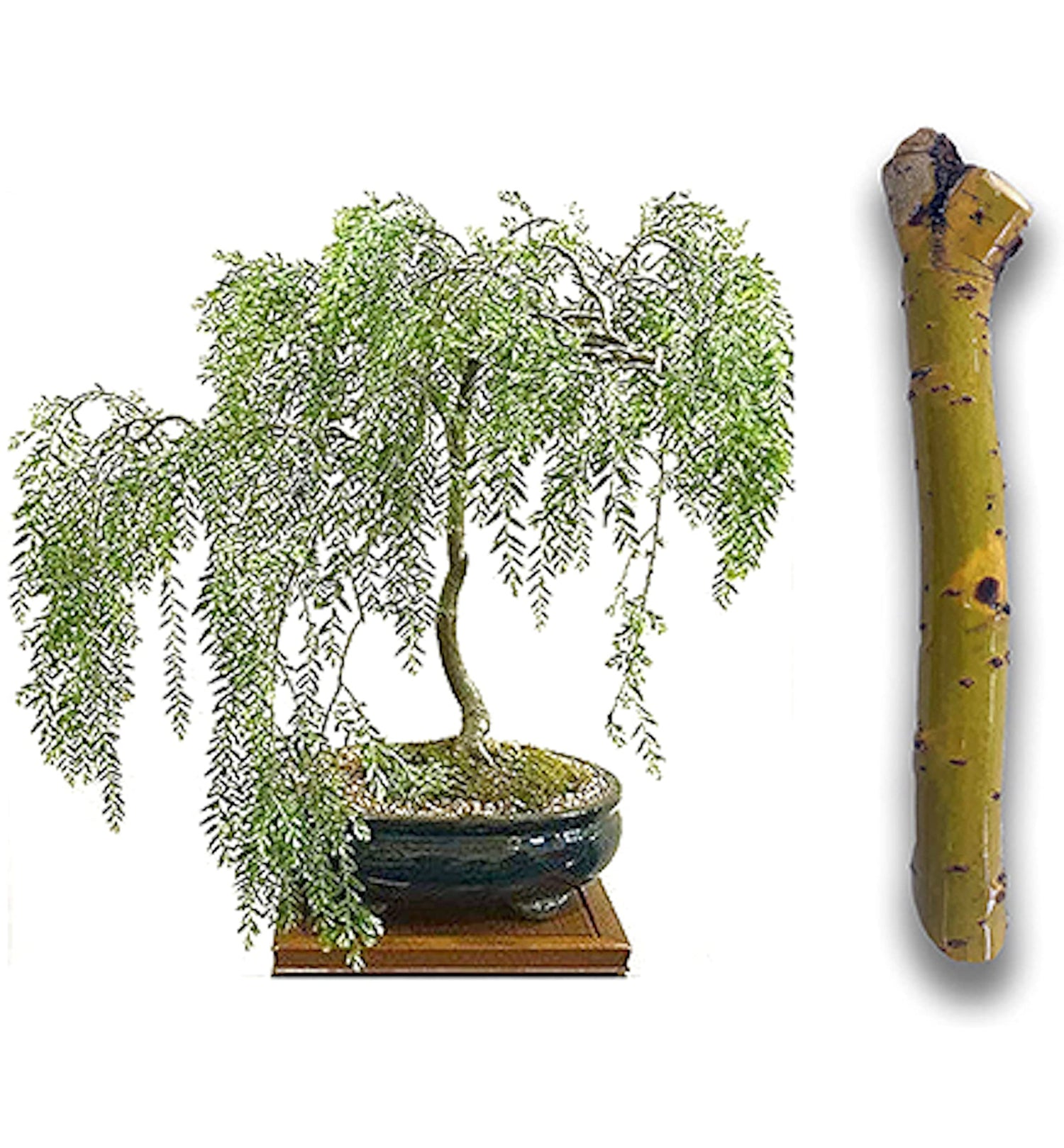 2 Australian Willow Bonsai Trees Fresh Cutting - Extensive Thick Trunks Fast Growing Light Bonsai Indoor Money Plant - Antique Piece for Your Home and Office - Twigz Nursery