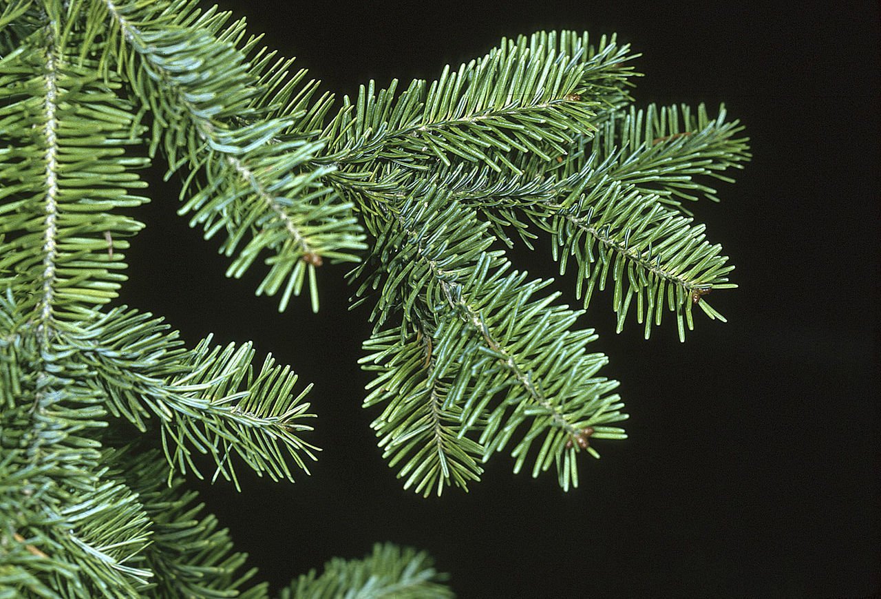 Tree Seeds - 30 Seeds of Balsam Fir, Abies balsamea (Fragrant Hardy Evergreen, Bonsai)