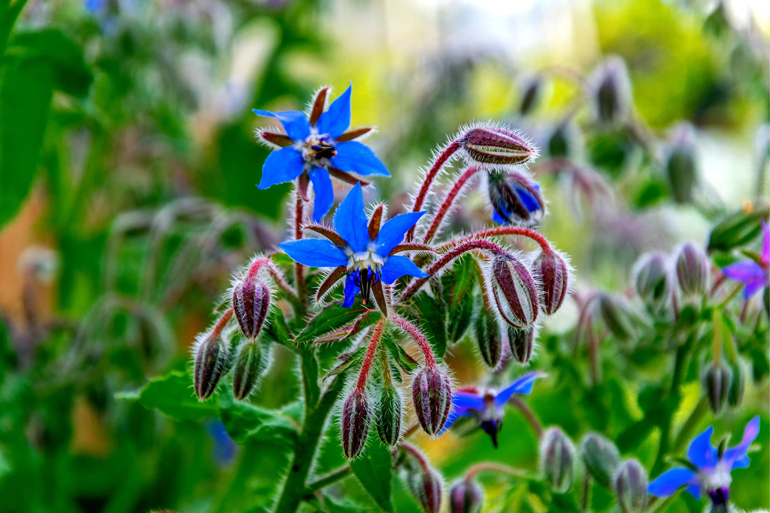 100+ Borage Seeds - Star Flower - Open Pollinated Non-GMO Wildflower Seeds - Borago officianalis