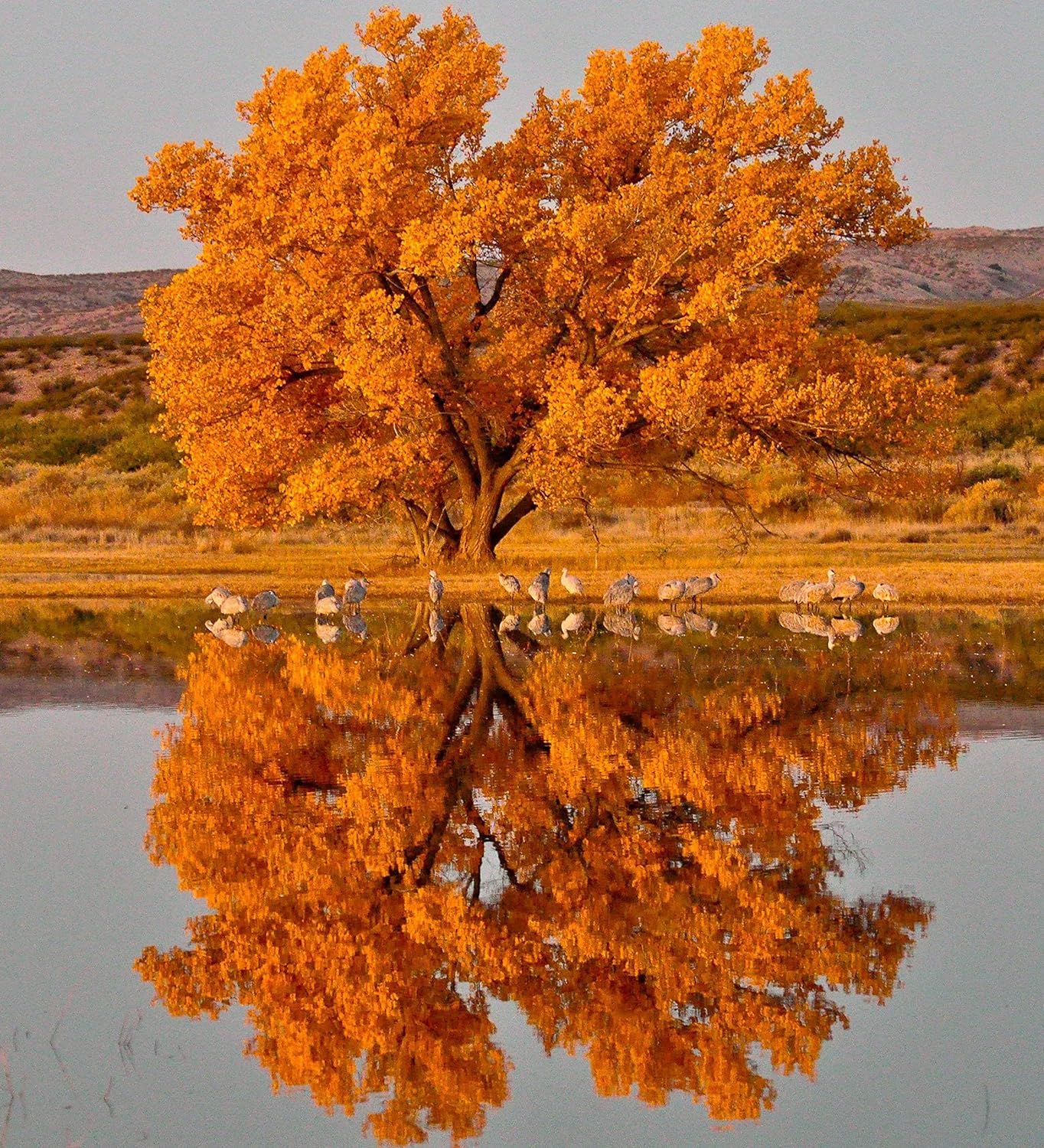 Cottonwood Tree Seedlings for Planting | Live Tree Seedlings to Grow