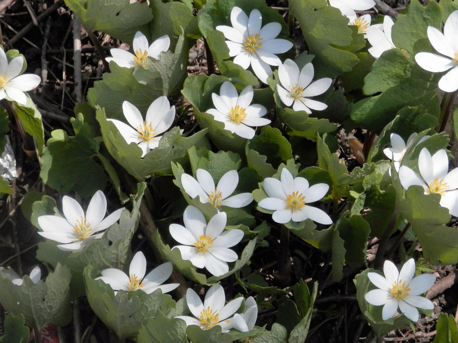 10 White Bloodroot Sanguinaria Canadensis Shade Ground Cover Flower Seeds