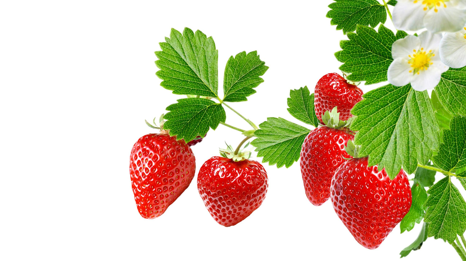 12 Ozark Beauy Strawberry Plants to Grow - Iconic Strawberry Variety - Bare Root Plants
