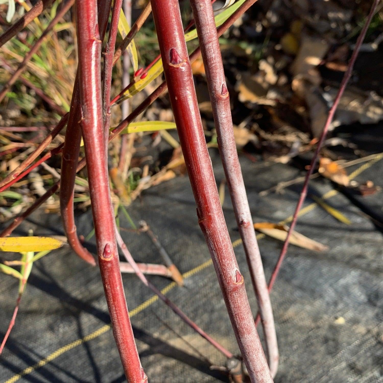 Red Rocket Willow Tree Cuttings to Grow, Great for Privacy Tree or Landscape Tree - Vibrant Red Bark - Fresh Cuttings to Plant and Grow
