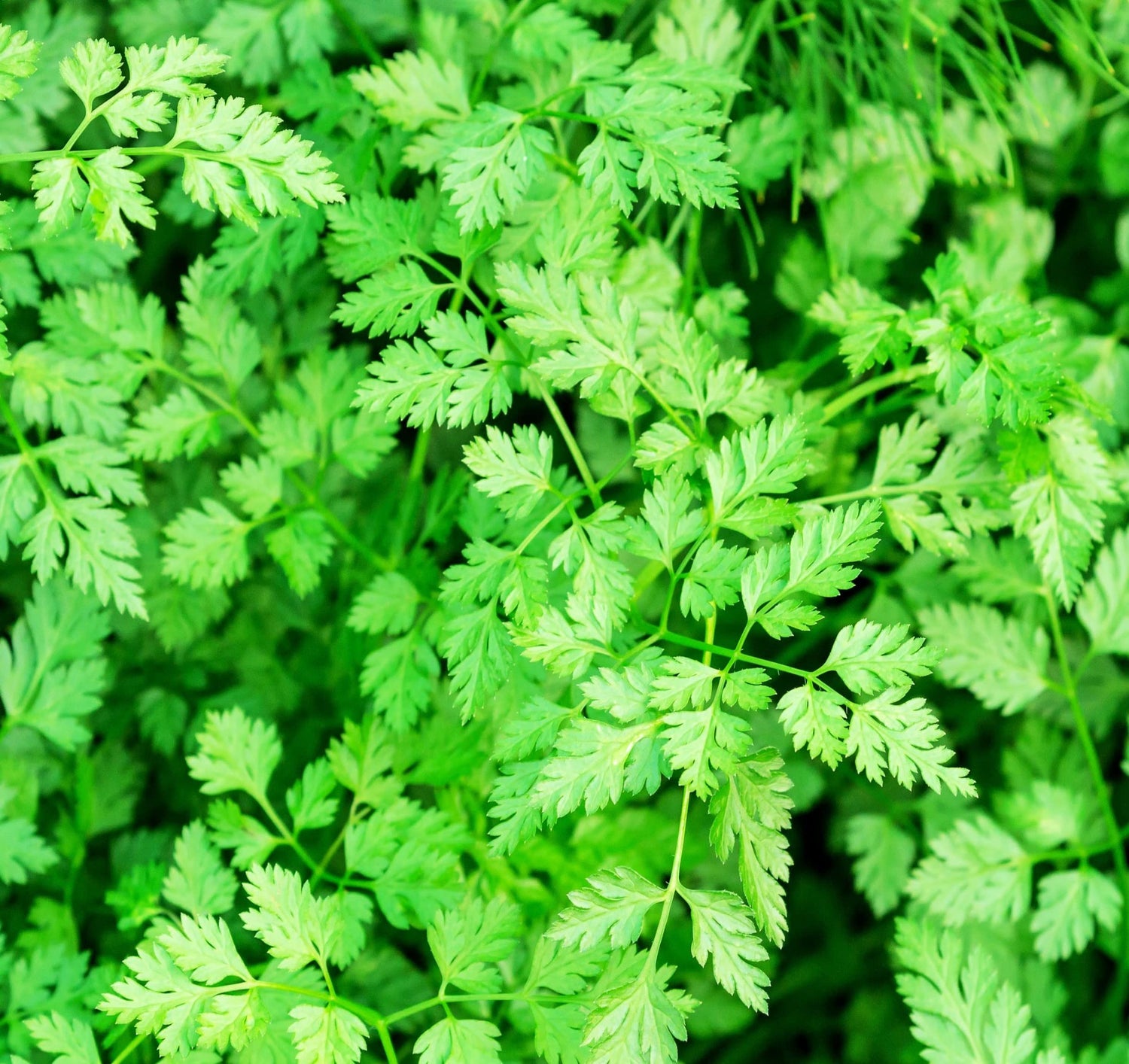 250 Chervil Herb Seeds for Planting