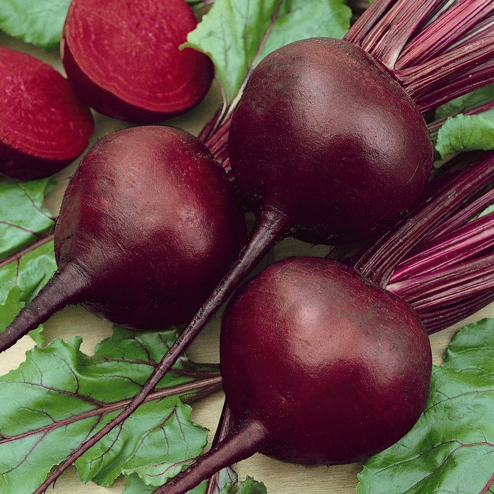 Blood Beets Seed - 250+ Seeds - Made in USA, Ships from Iowa.