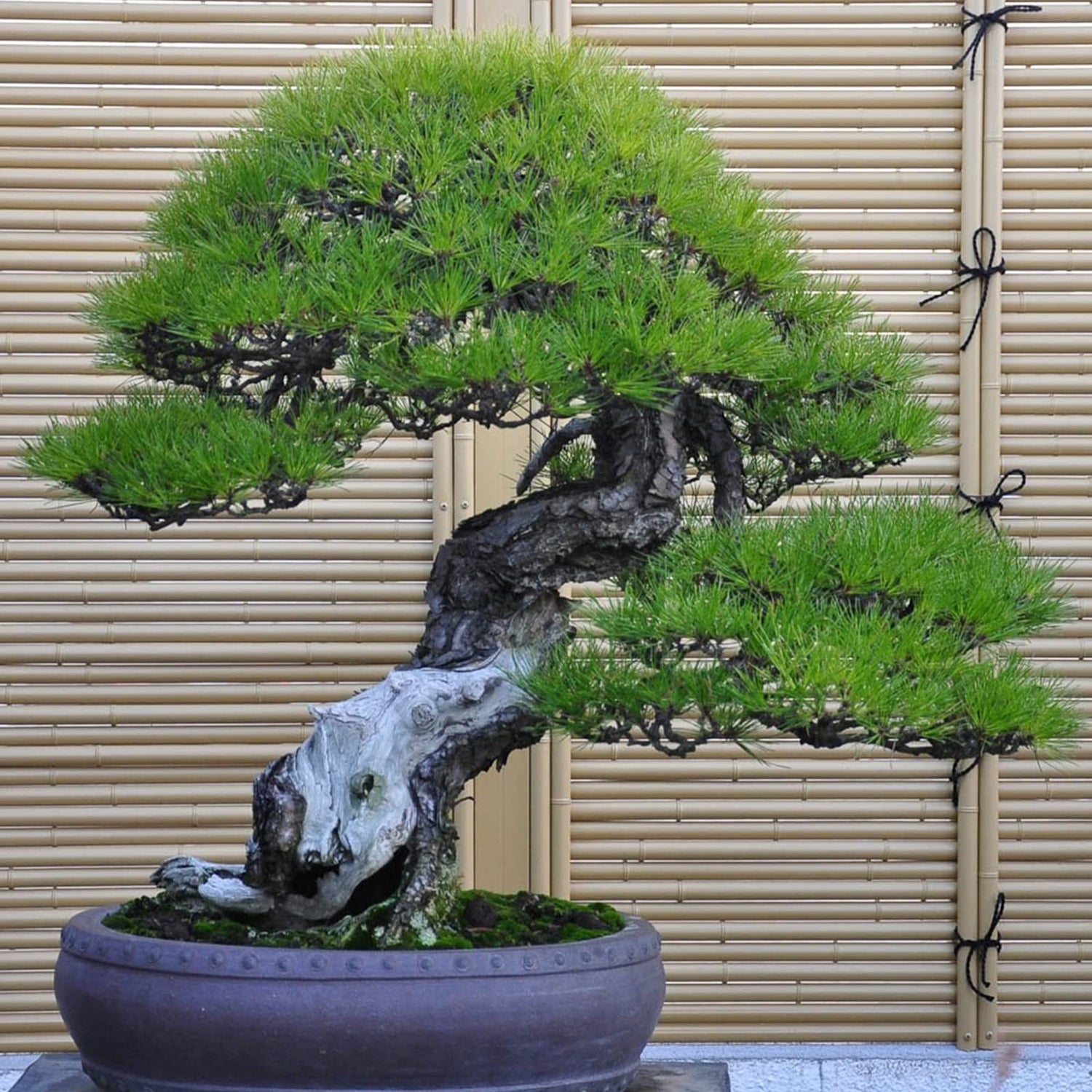 180+ Bonsai Tree Seeds Japanese Pine Seeds for Planting
