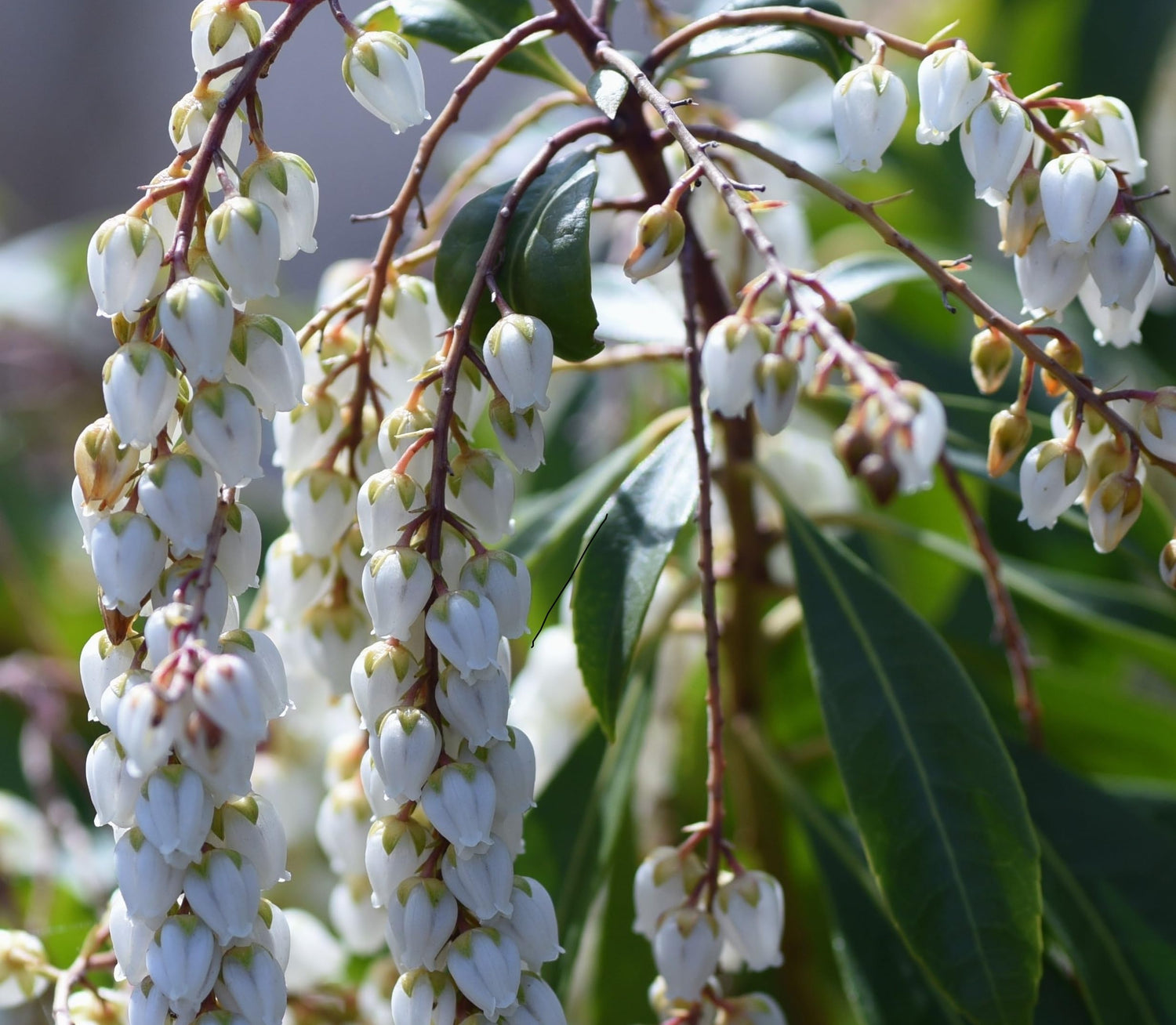 Pink Andromeda Bush Seeds for Planting (30 Seeds) - Pieris Japonica, Japanese Pieris, Forest Flame