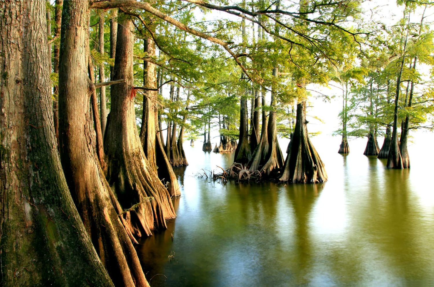 Swamp Cypress Seeds for Planting | 10 Seeds | Taxodium distichum var. imbricarium