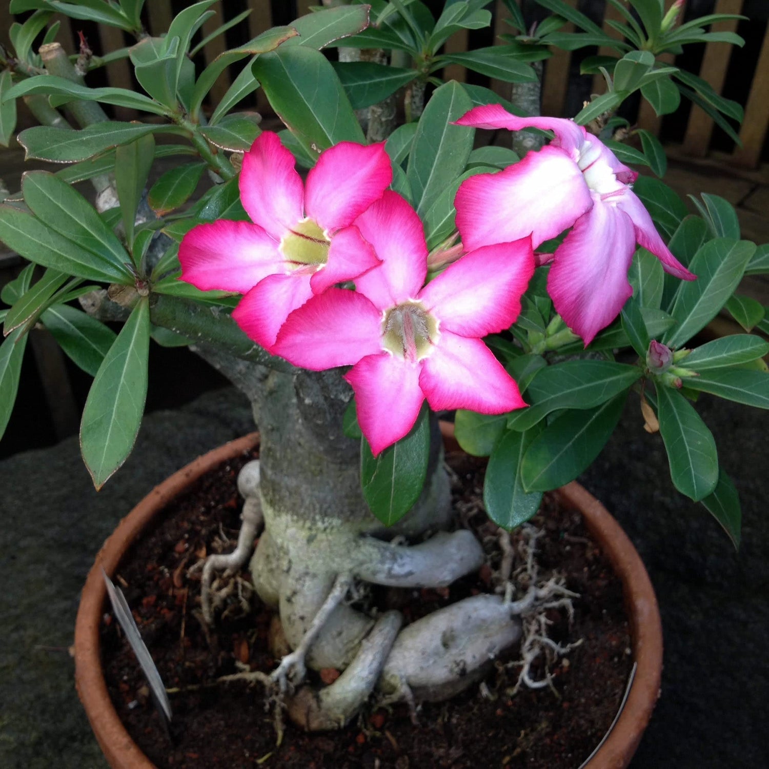 Adenium obesum Mixed Colours - Desert Rose Mixed Colours - 10 Seeds