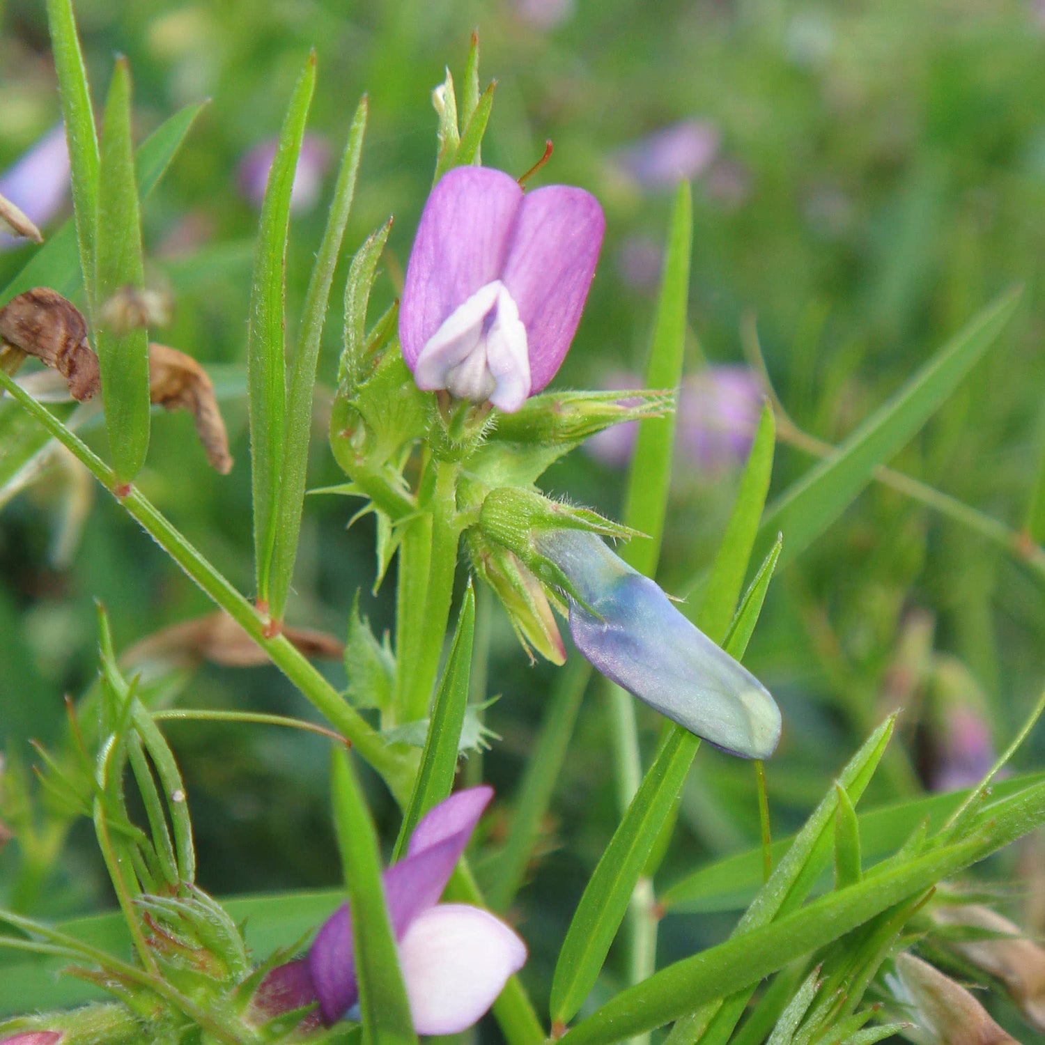 Austrian Winter Pea Seeds - Excellent Cover Crop and Food Plot Forage for Deer and Wildlife