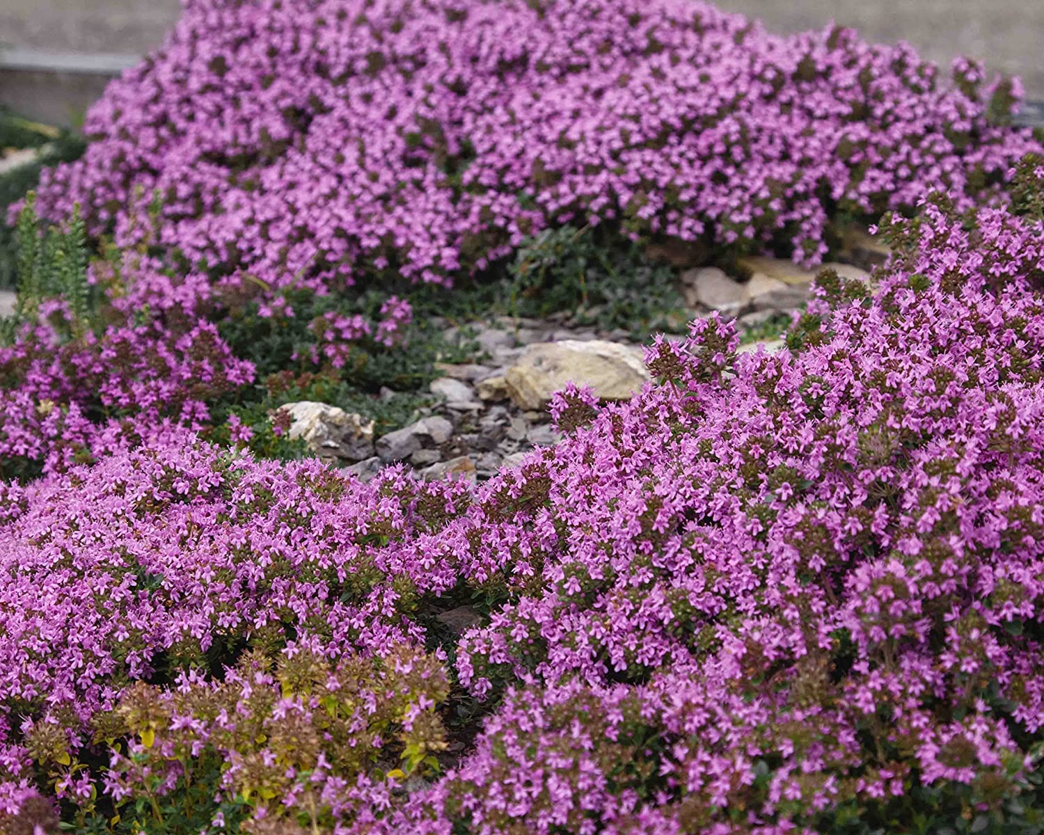 600+ Purple Carpet Creeping Thyme - Perennial Ground Cover Plant Seeds - Heirloom Red Clover Seeds for Planting Non-GMO Flower