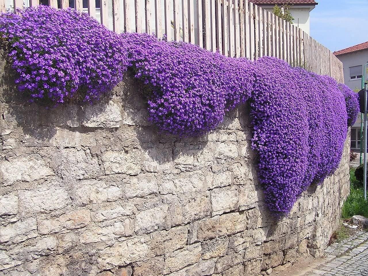 275 Aubrieta Seeds - Cascade Purple Flower Seeds, Rock Cress, Perennial, Deer Resistant