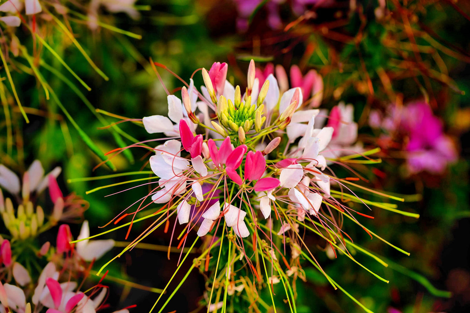 500+ Spiderflower Seeds for Planting - Exotic Mixed Color Cleome Flowers - Great for Hummingbirds, Grow to 4 Feet Tall Spider Flower