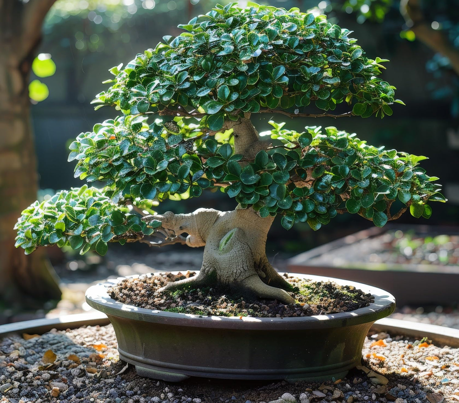 30 Privet Bonsai Tree Seeds for Planting - Ligustrum vulgare