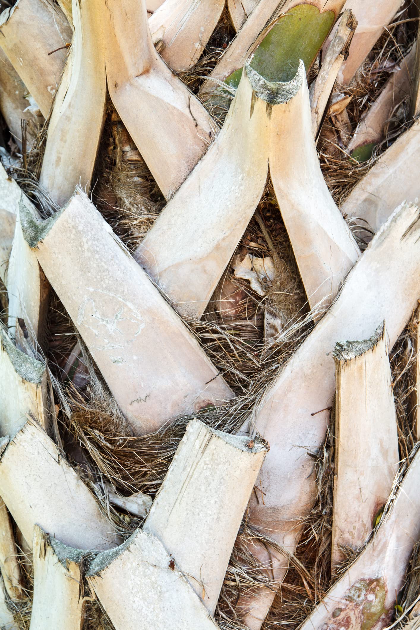 Palmetto Tree Seeds for Planting - 10 Seeds - Sabal palmetto