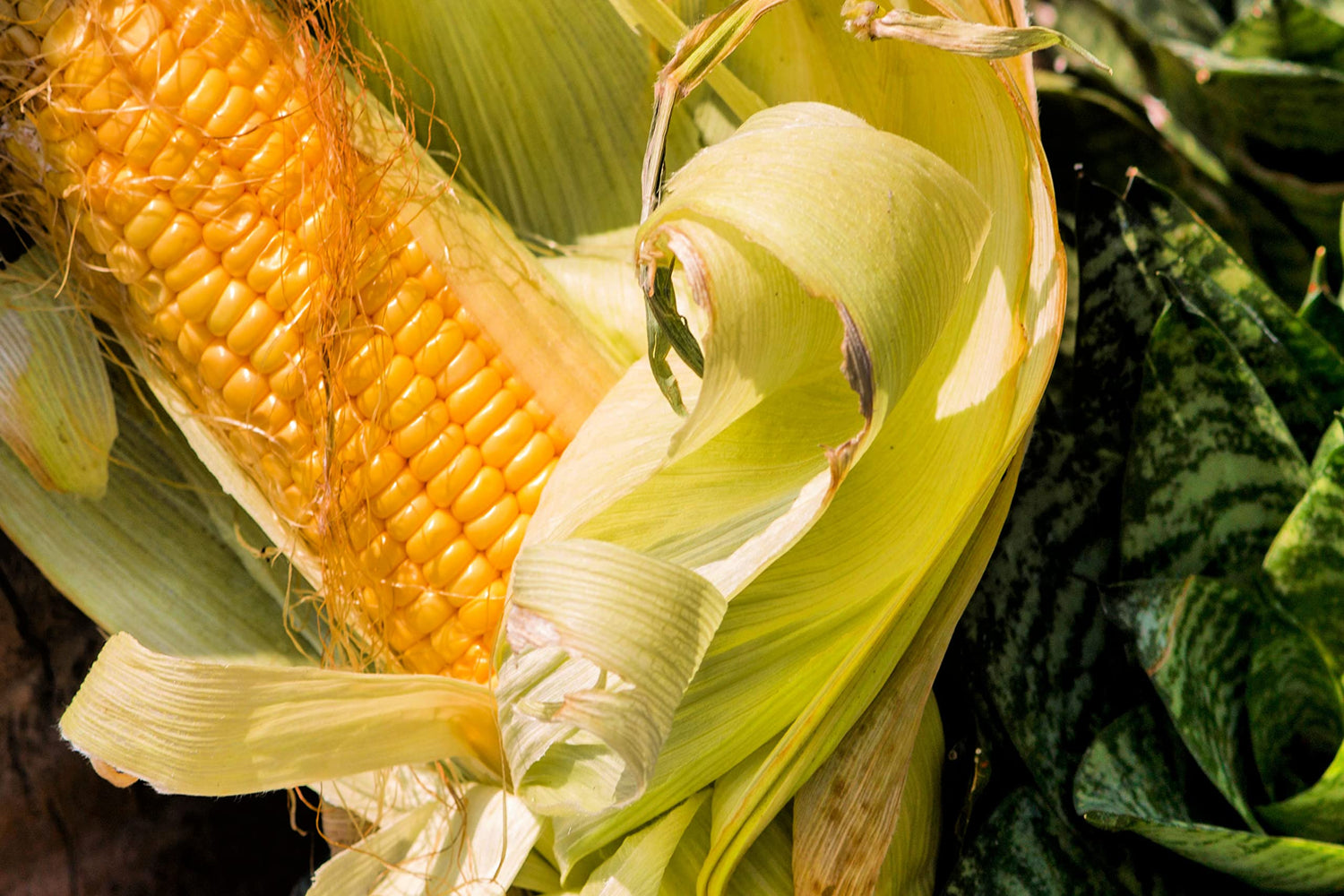 Bantam Sweet Corn Seeds for Planting - America's Favorite Sweet Corn - Ships from Iowa, USA