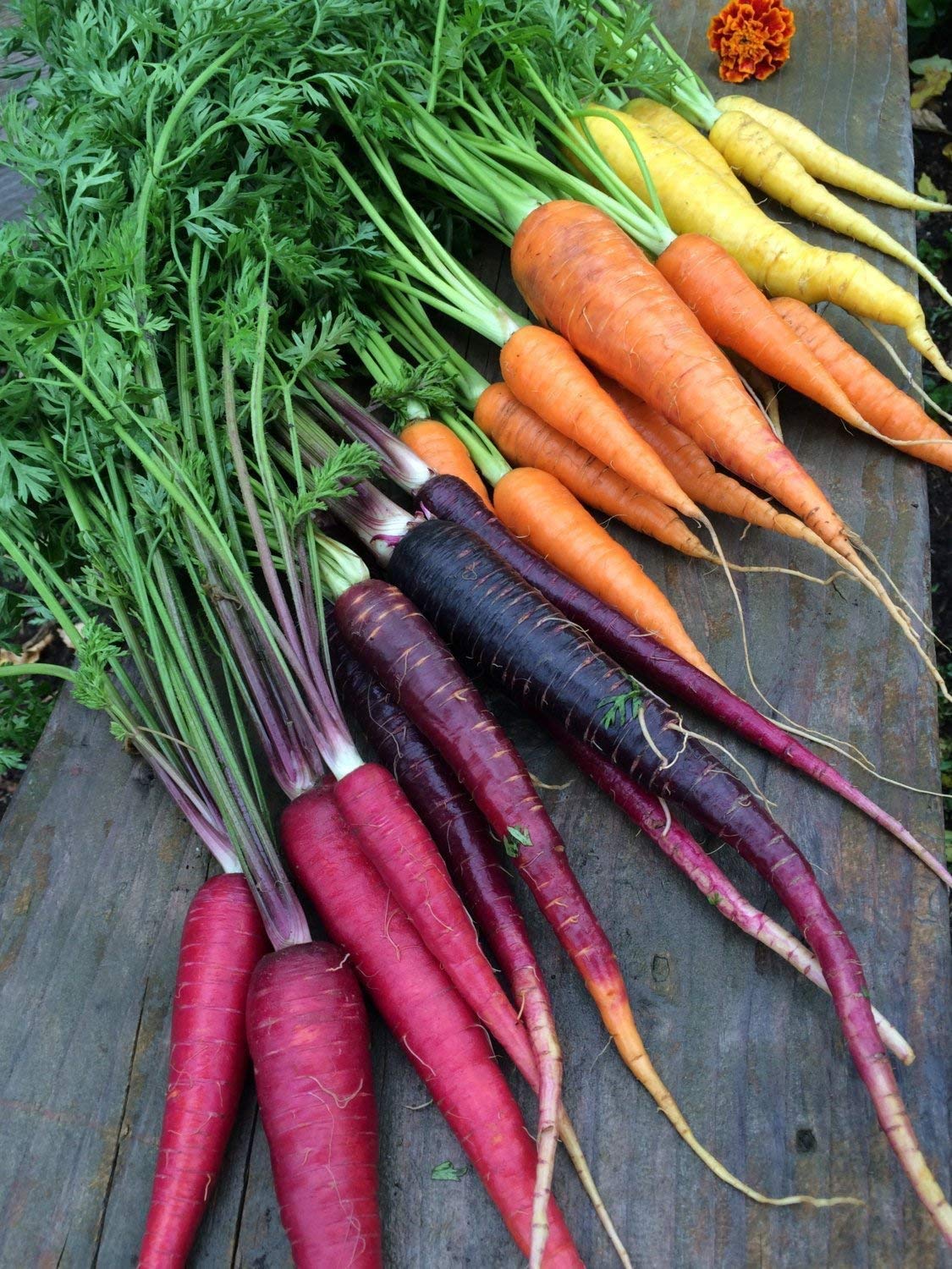 500+ Rainbow Carrot Seeds to Grow - Colorful Blend of Exotic Colored Carrots. Edible Vegetables. Made in USA