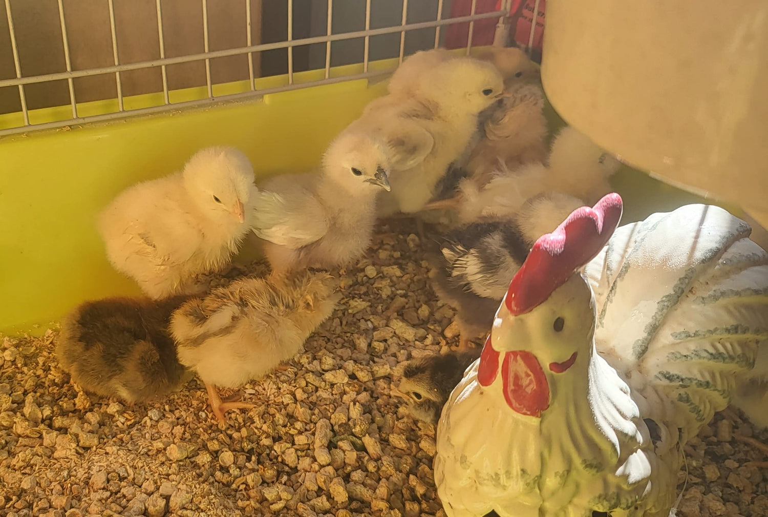 Barnyard Mix Fertile Chicken Hatching Eggs Raised on Organic (6 Eggs)