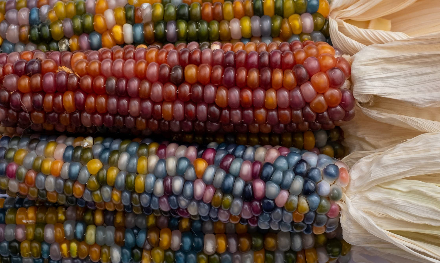 5 Ears of Glass Gem Indian Corn with Husks Attached - Stunning Translucent Kernels, Great for Decor. (5) 4-6 inch Ears