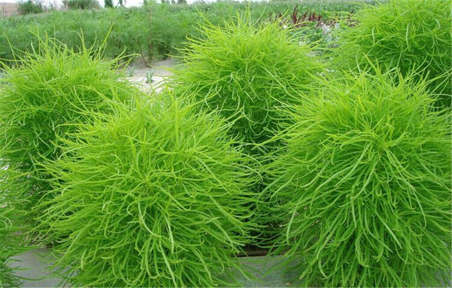 200 Green Kochia Scoparia/Burning Bush/Mexican Fireweed Shrub Seeds