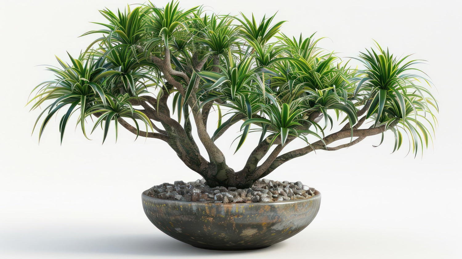 5 King Palm Bonsai Tree Seeds - Does Well Indoors - Funeral Palm
