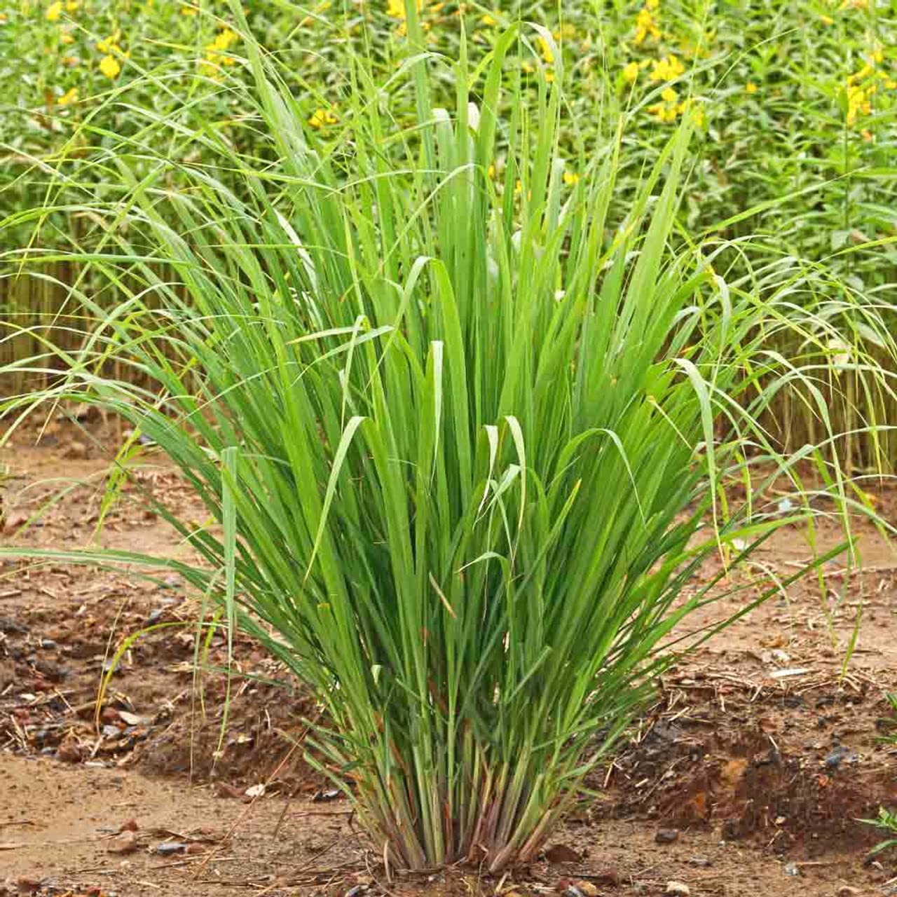 100 Lemongrass East Indian Lemon Grass Cymbopogon Flexuosus Seeds