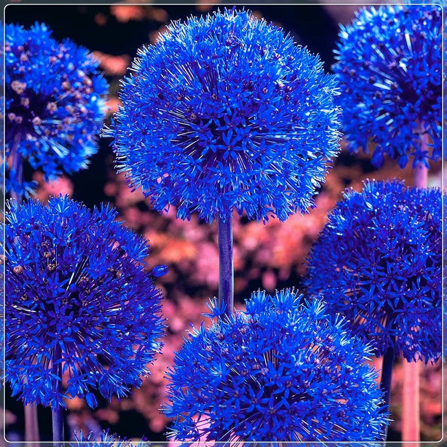 Blue Allium Bulbs for Planting - Allium Azureum Caeruleum
