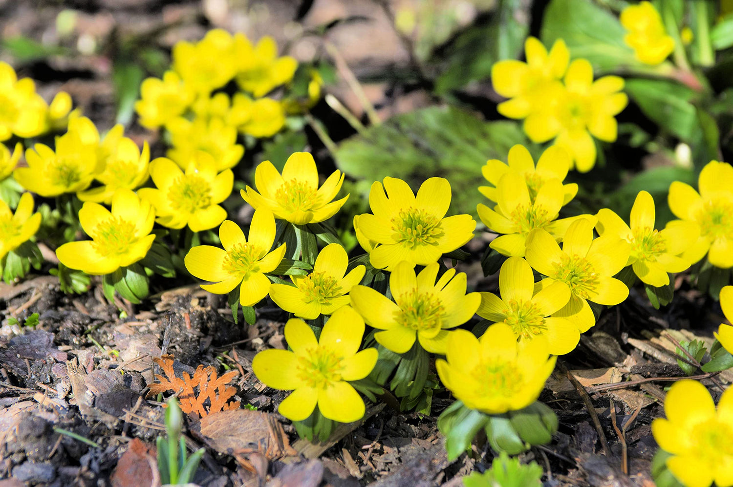 Yellow Eranthis Flower Bulbs for Planting - Early Spring Blooms - Ships from Iowa, USA