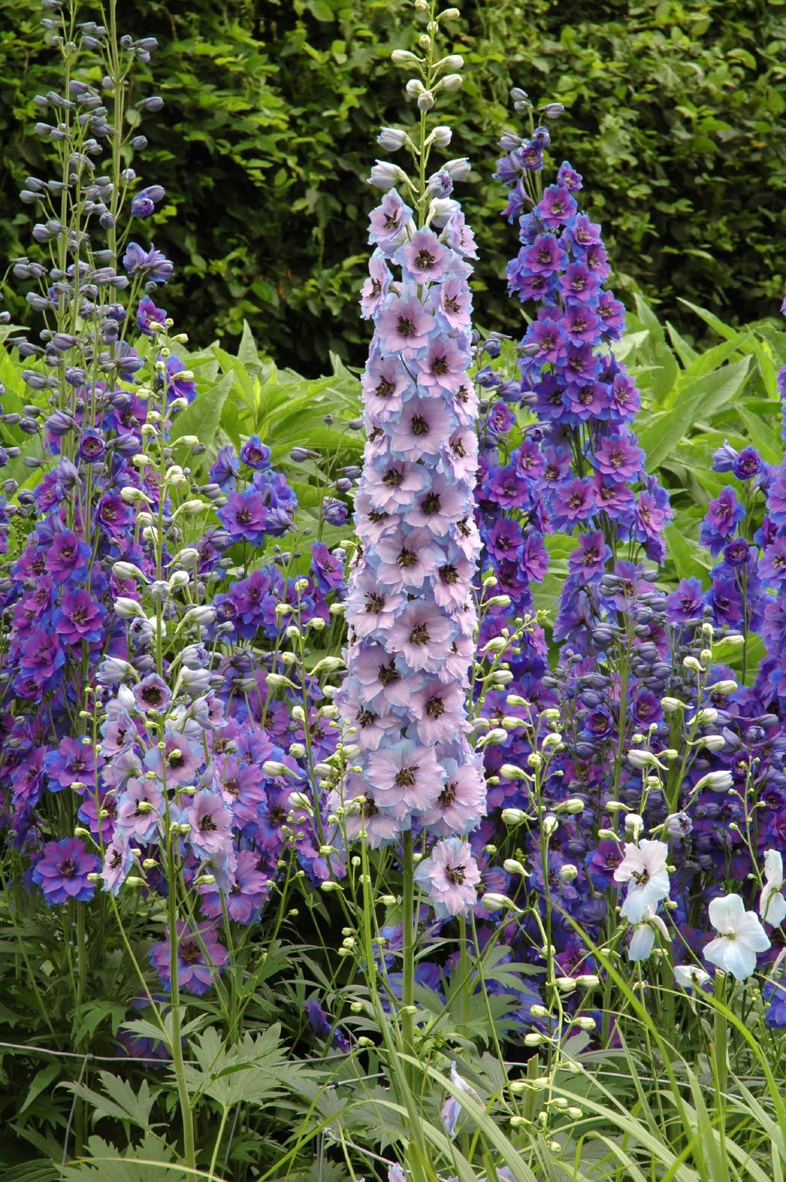 Mixed Delphinium Flower Seeds - 100+ Seeds - Grow Stately Delphinium Wildflowers - Made in USA