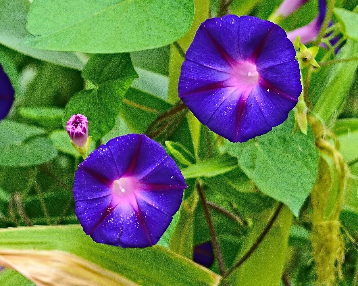 Purple Morning Glory Climbing Vine| 100 Seeds to Plant | Beautiful Flowering Vine "Grandpa Ott" Purple Morning Glory Seeds