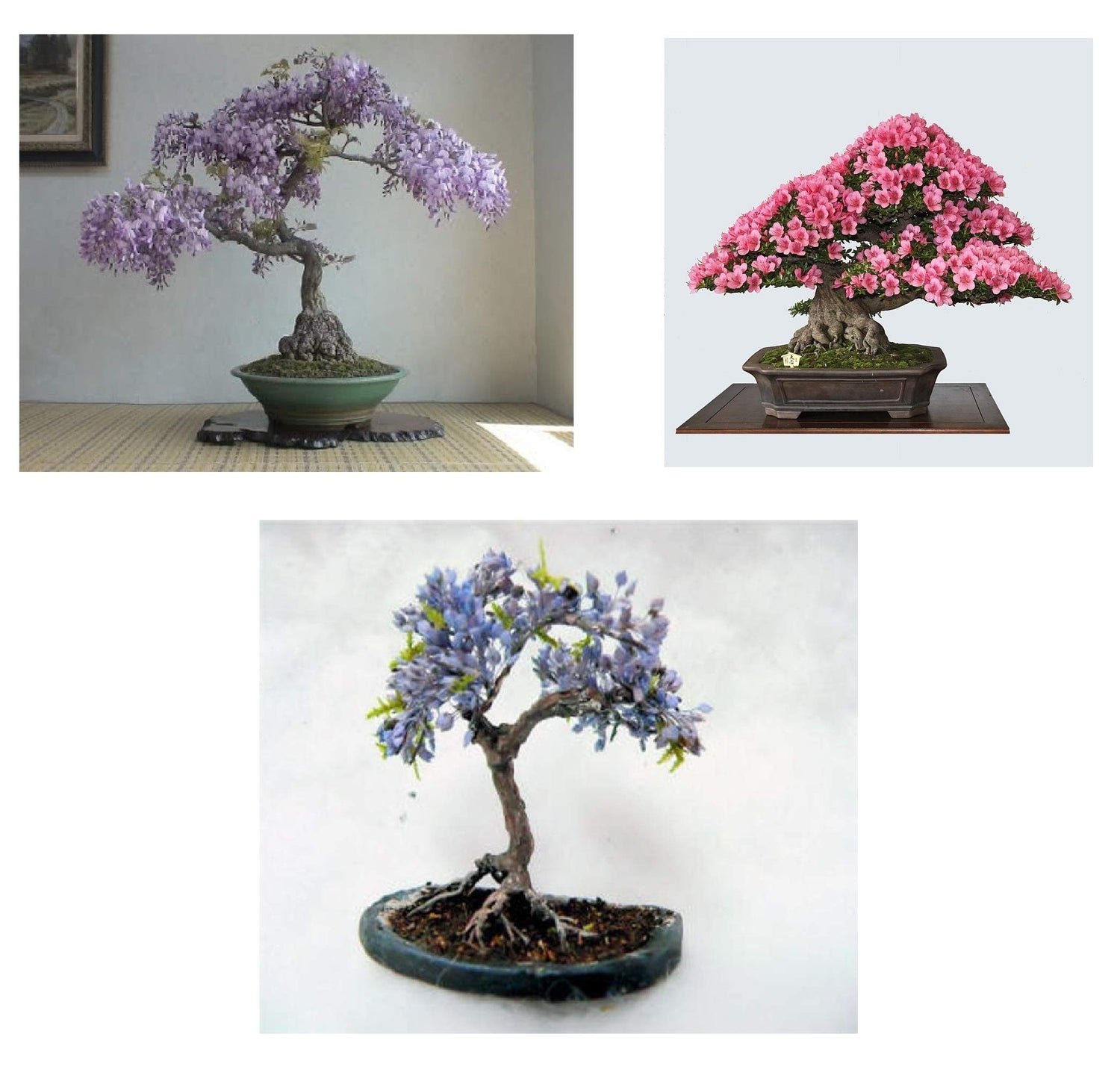 Four Globe Willow Tree Cuttings - Fast Growing Shade or Privacy - Get 4 Live Tree Plants - Globe Willow - Great for Bonsa
