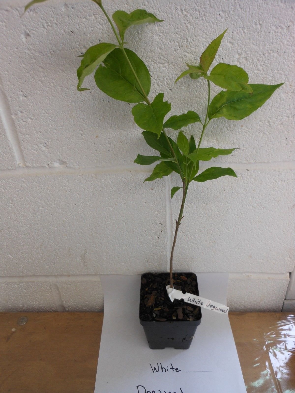 1 x White Floweriing Dog Wood