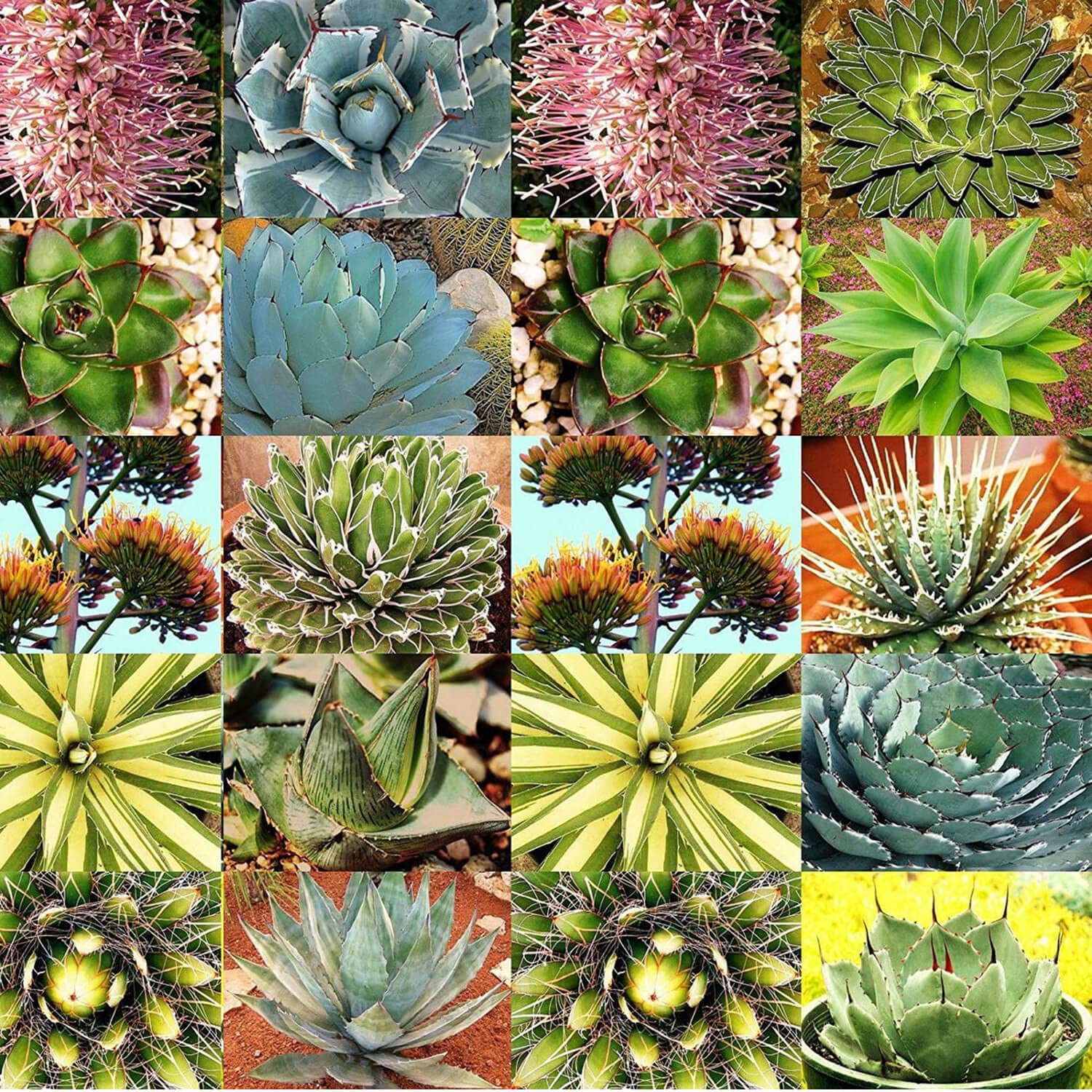 Agave Species Seed Mix for Planting - 10 Seeds - Grow Mixed Species Agave - Ships from Iowa, USA