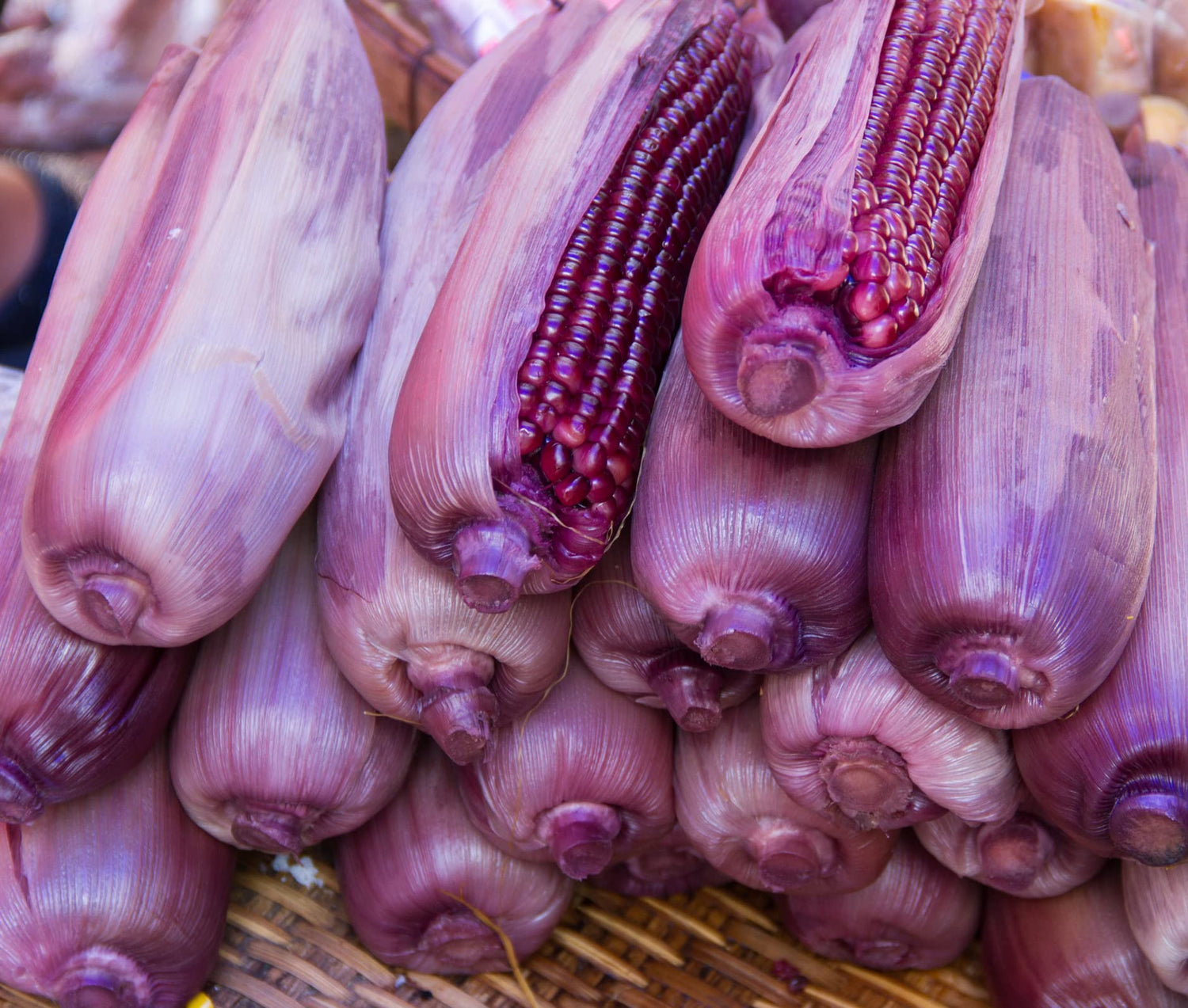 Rare Purple Popcorn Seeds for Planting - 50 Seeds to Grow This Exotic Edible Corn
