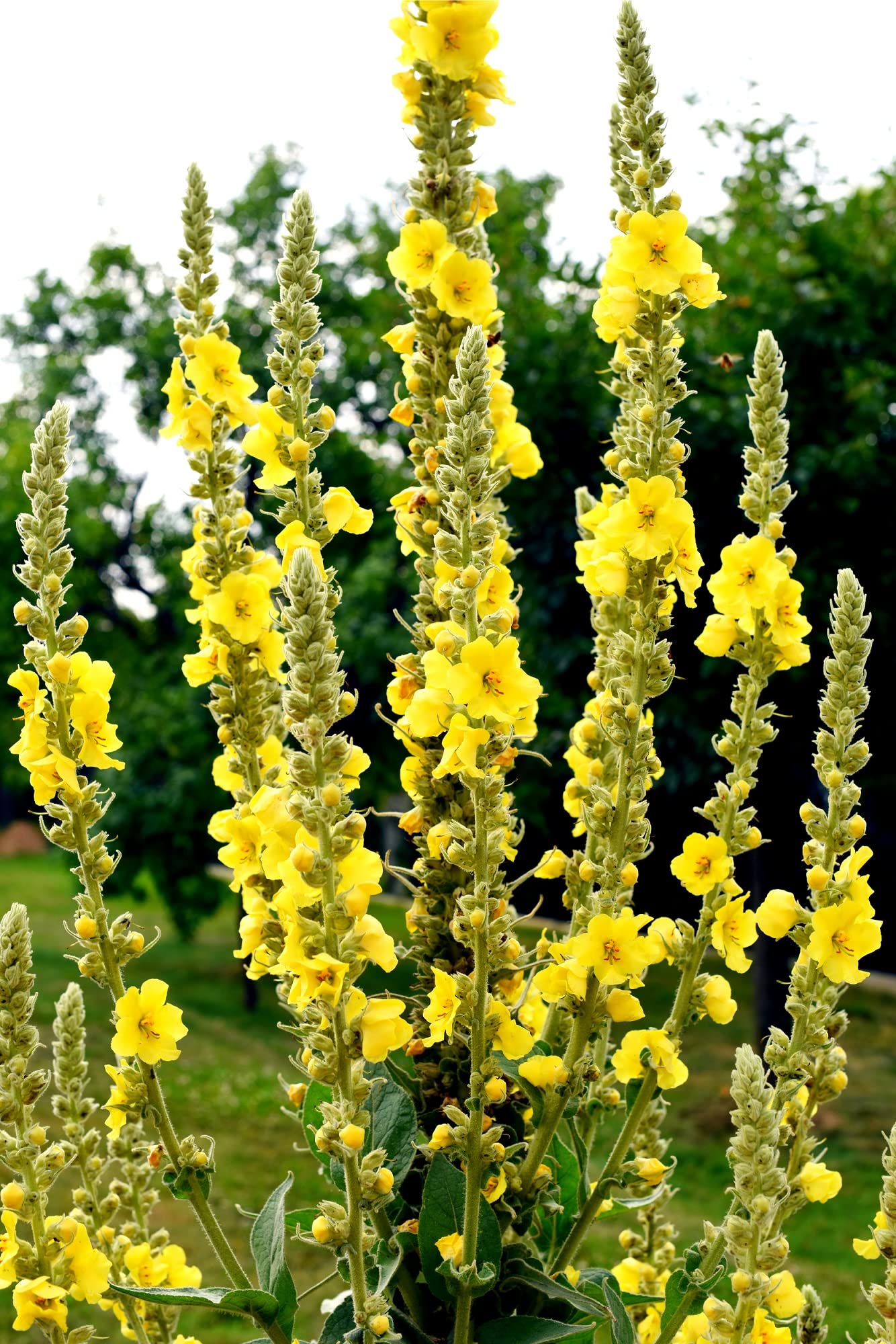 Great Mullein (Verbascum thapsus) - 50 Seeds Heirloom- Non GMO - Open Pollinated - Made in USA