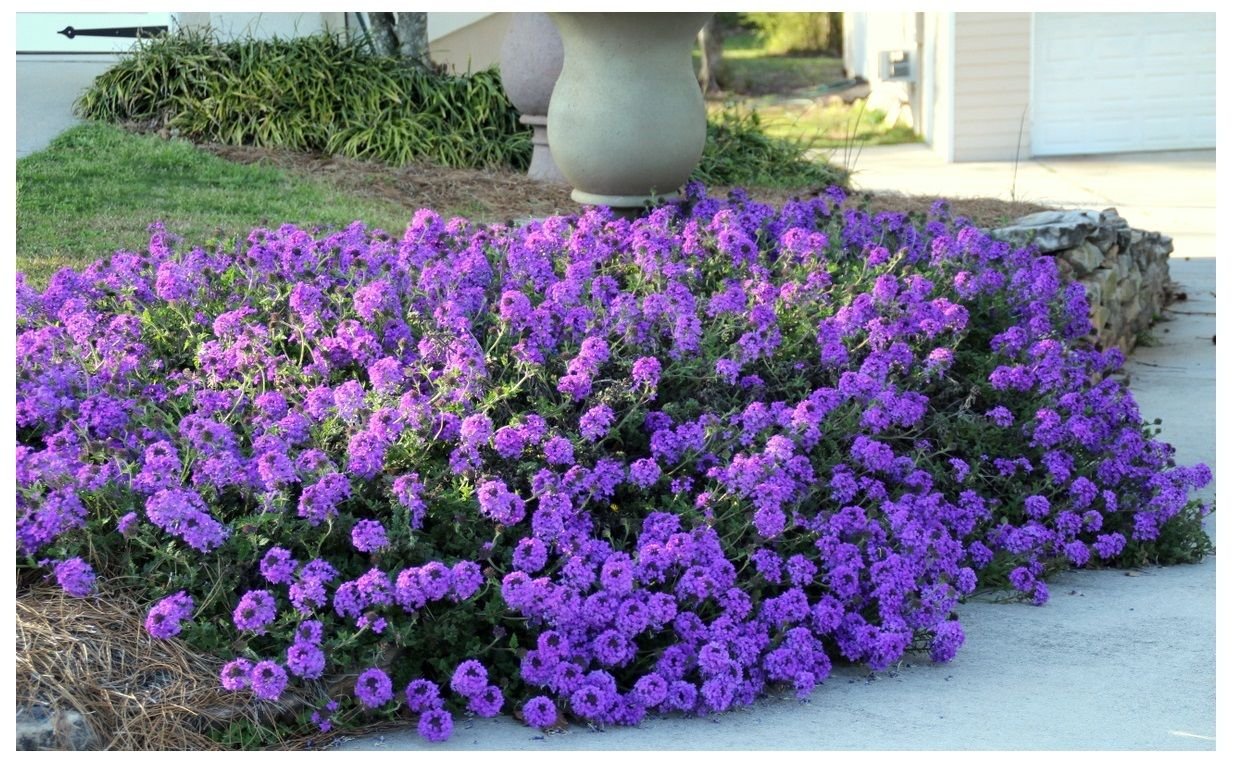Moss Verbena - 50 + GROUNDCOVER Seeds - Creeping Perennial Purple Flower - USA