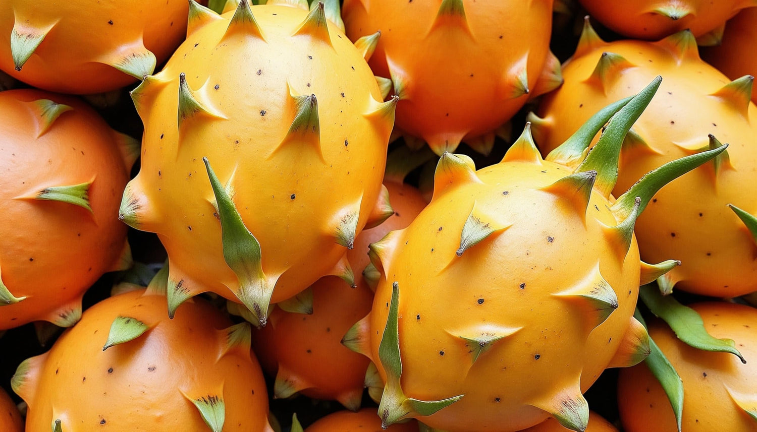 30 Yellow Dragonfruit Tree Seeds for Planting - Hylocereus megalanthus - Yellow Pitaya, Yellow Dragon Fruit